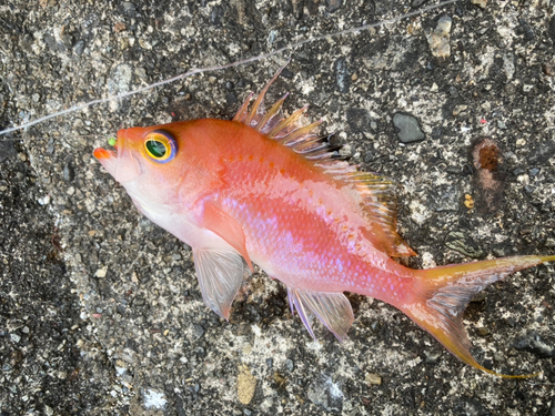 サクラダイの釣果