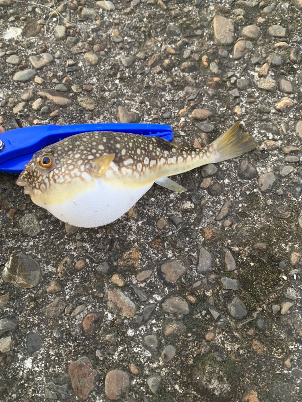 タチウオ