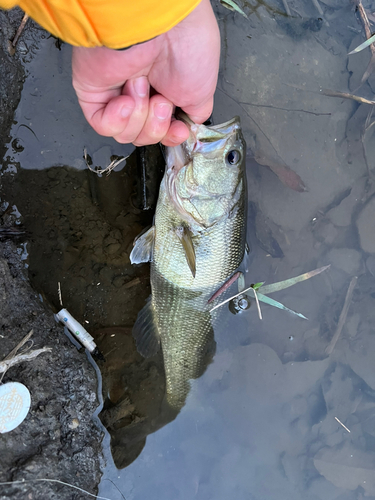 ラージマウスバスの釣果