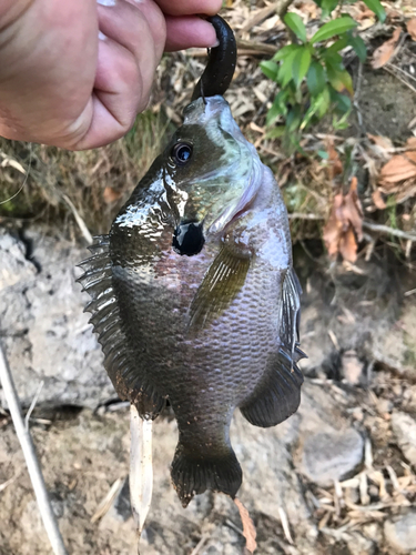 ブルーギルの釣果