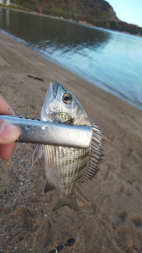 チャリコの釣果