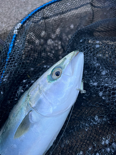 ヤズの釣果