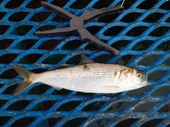 コノシロの釣果