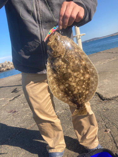 ヒラメの釣果