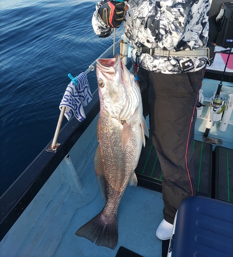 オオニベの釣果