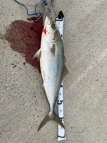 ハマチの釣果