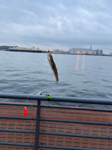 ハゼの釣果