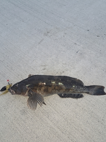 アイナメの釣果