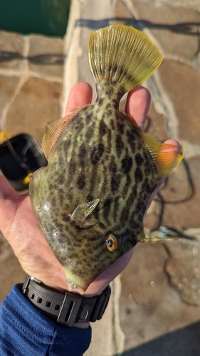 カワハギの釣果