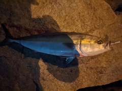 ハマチの釣果