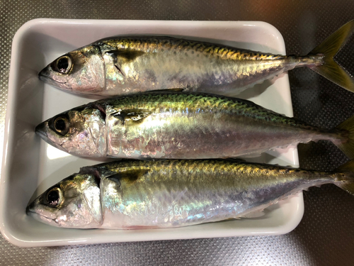 サバの釣果