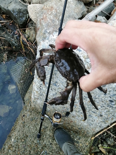 カニの釣果