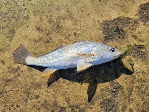 シログチの釣果