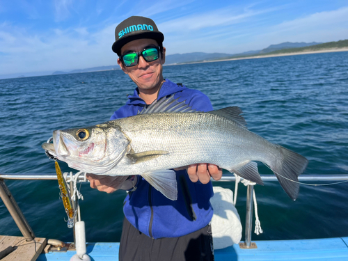 ヒラスズキの釣果