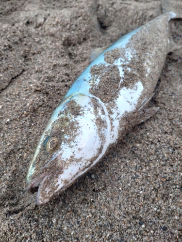 イナダの釣果