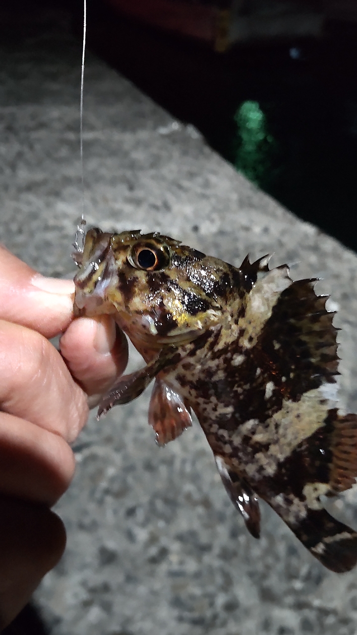 タケノコメバル