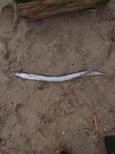 ダツの釣果