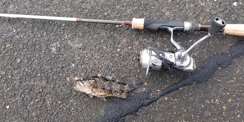 タケノコメバルの釣果