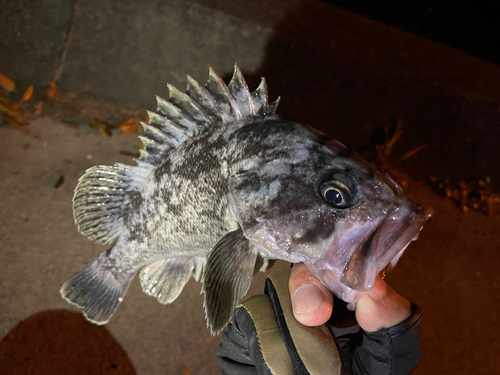 クロソイの釣果