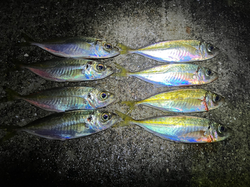 アジの釣果