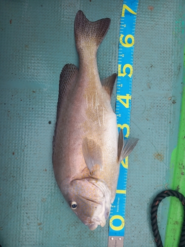 ブリの釣果