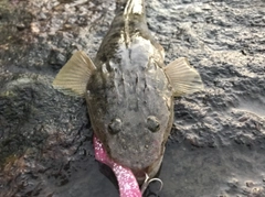 マゴチの釣果