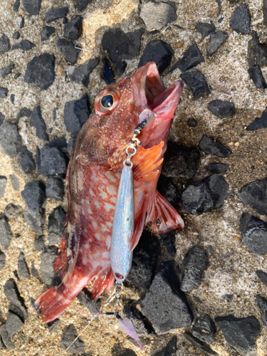 アラカブの釣果