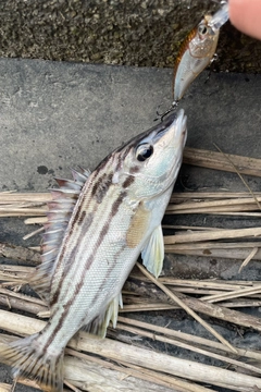 シマイサキの釣果