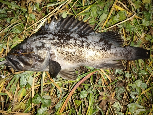 クロソイの釣果