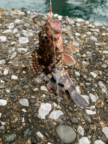 カサゴの釣果