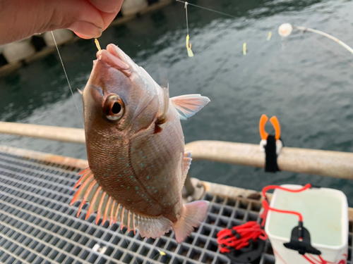 タイの釣果