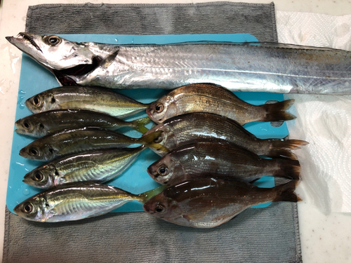 タチウオの釣果