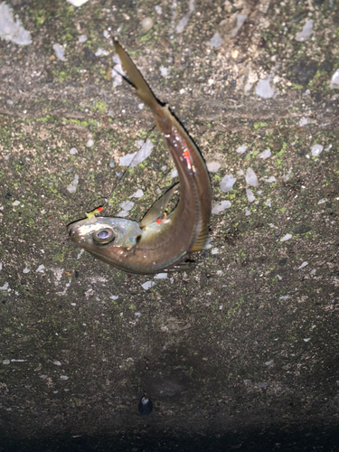 マアジの釣果