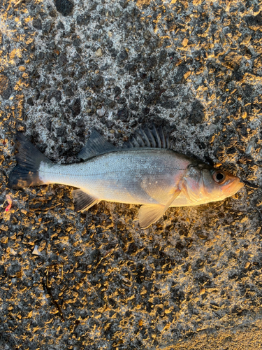 セイゴ（ヒラスズキ）の釣果