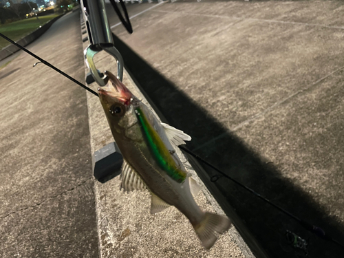 スズキの釣果