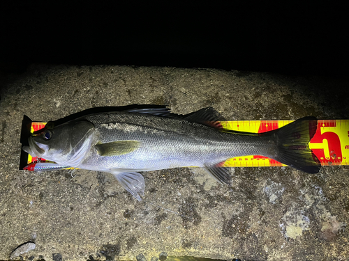 シーバスの釣果