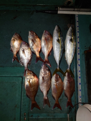 タイの釣果