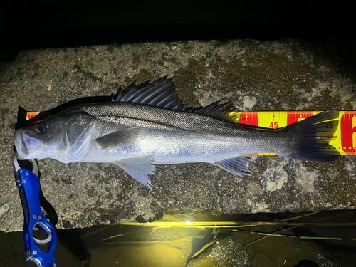 シーバスの釣果