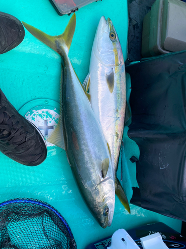 ヤズの釣果