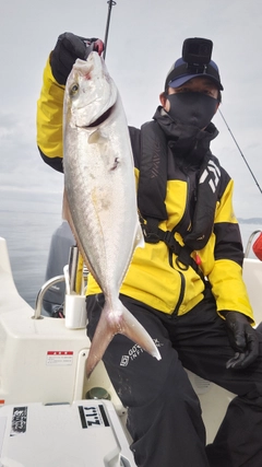 カンパチの釣果