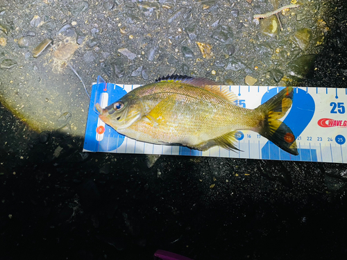 ウミタナゴの釣果