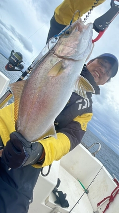 カンパチの釣果