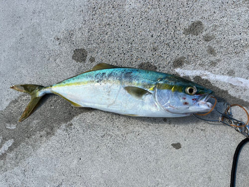 イナダの釣果