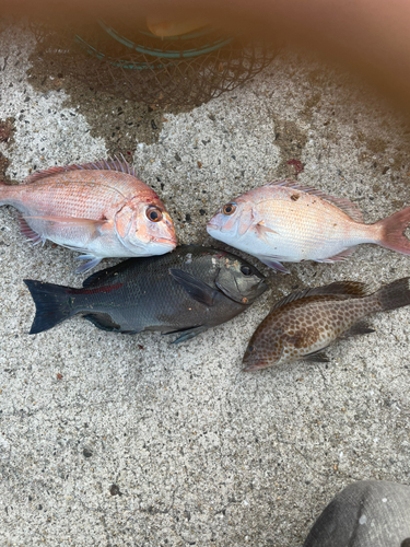 マダイの釣果