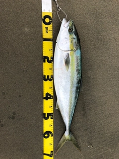 ワラサの釣果