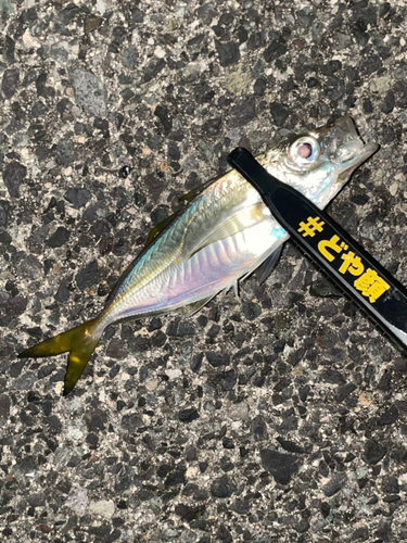 マアジの釣果