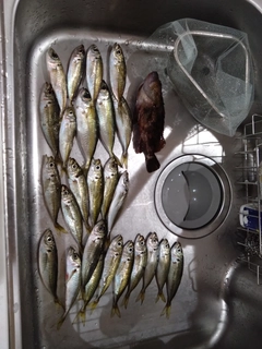 アジの釣果