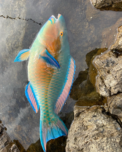 ヒブダイの釣果