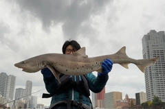 ドチザメの釣果