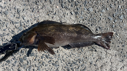 アイナメの釣果